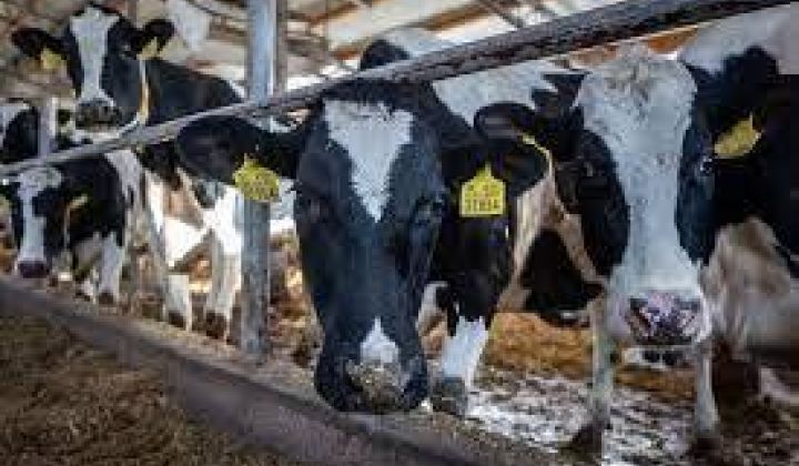 ‼️MIMORIADNE NARIADENIA HLAVNÉHO VETERINÁRNEHO LEKÁRA SR PRE CHOVATEĽOV A VLASTNÍKOV ZVIERAT‼️